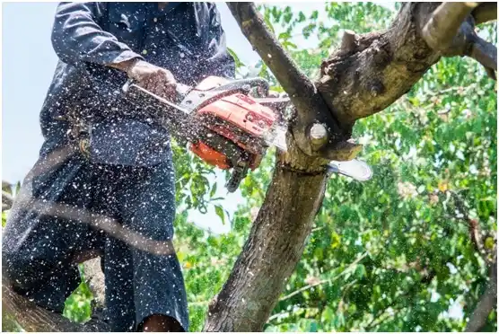 tree services Yemassee